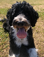 Fiddich, DCL Law's Portuguese Water Dog